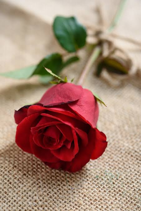 Rosa Avulsa